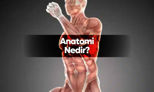 anatomi nedir