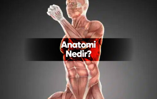 anatomi nedir